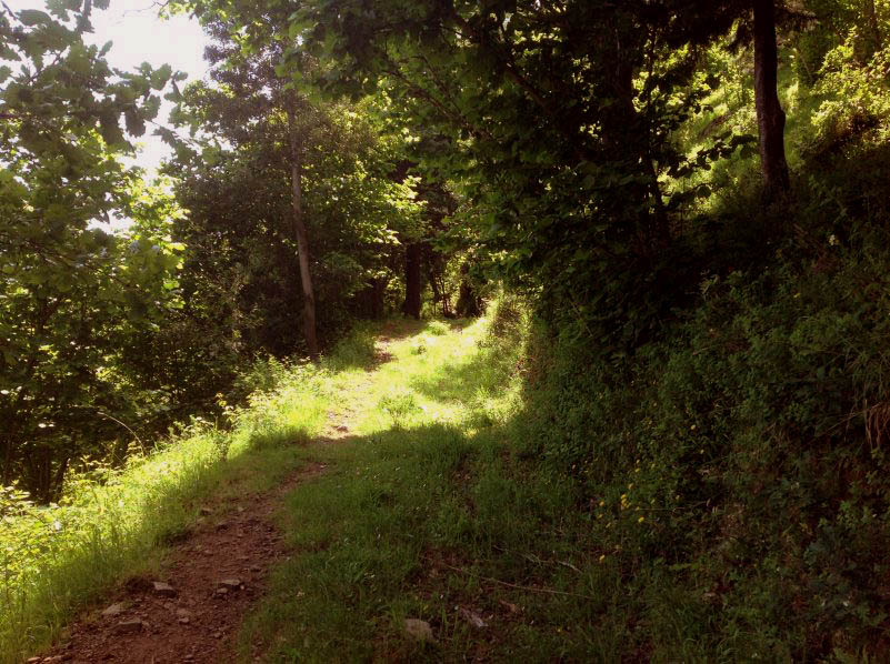 passeggiata nel noccioleto Nebrodi